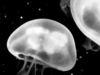 Medusozoen